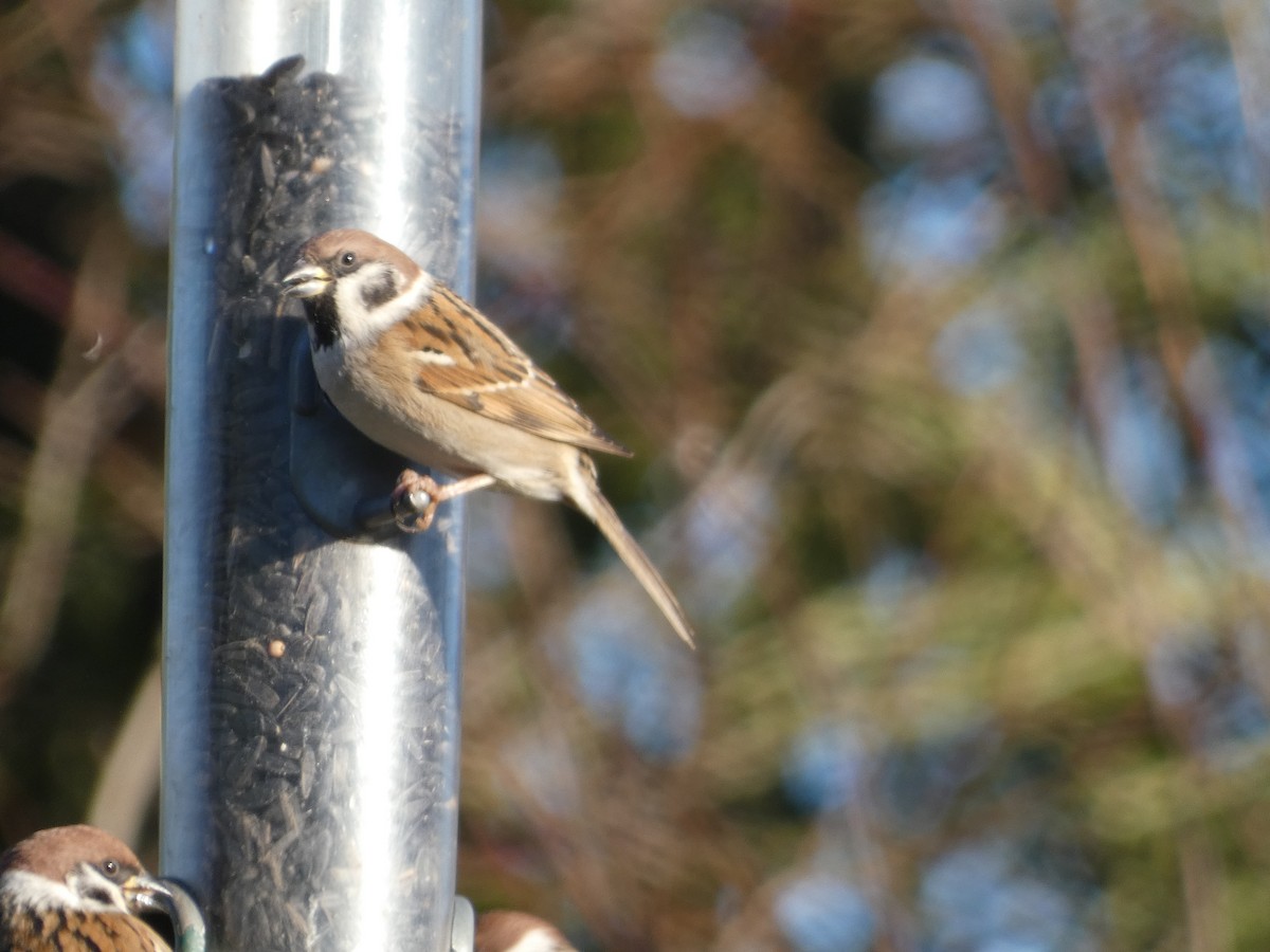 Eurasian Tree Sparrow - Mike Tuer