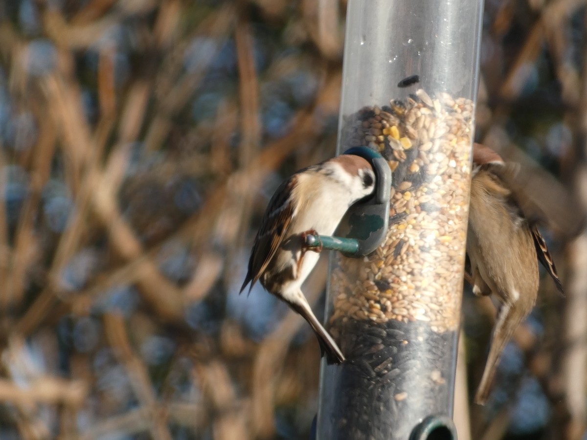 Eurasian Tree Sparrow - Mike Tuer