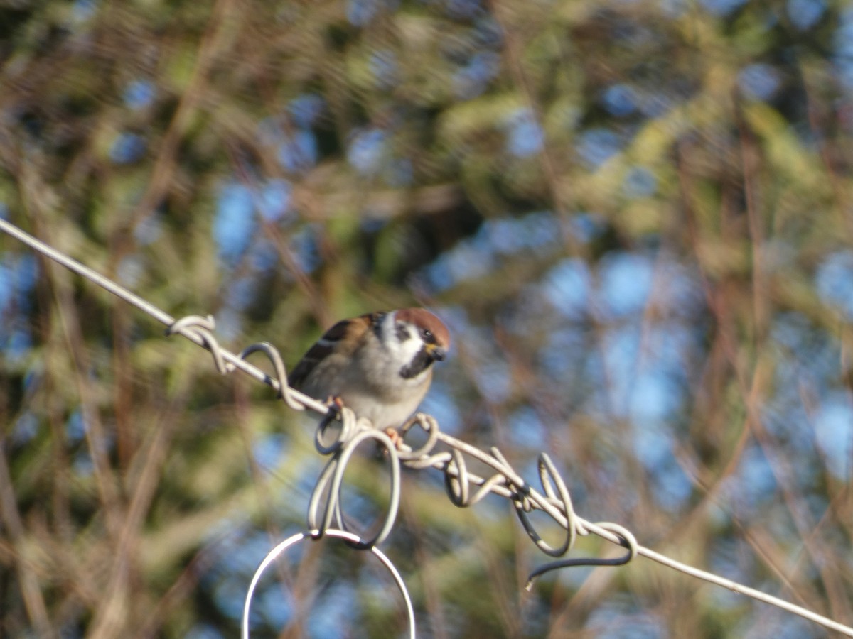 Eurasian Tree Sparrow - Mike Tuer