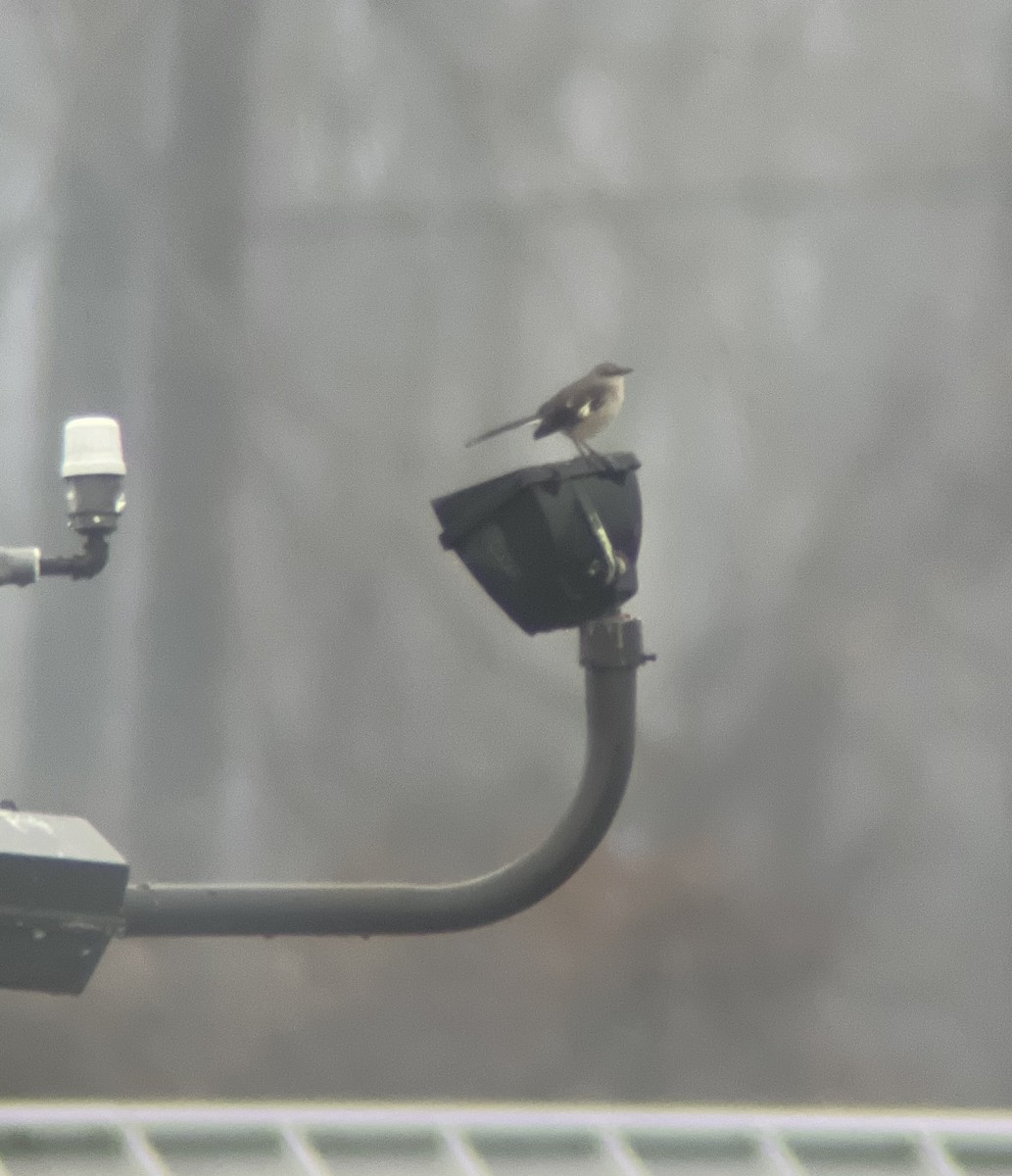 Northern Mockingbird - Justin Labadie