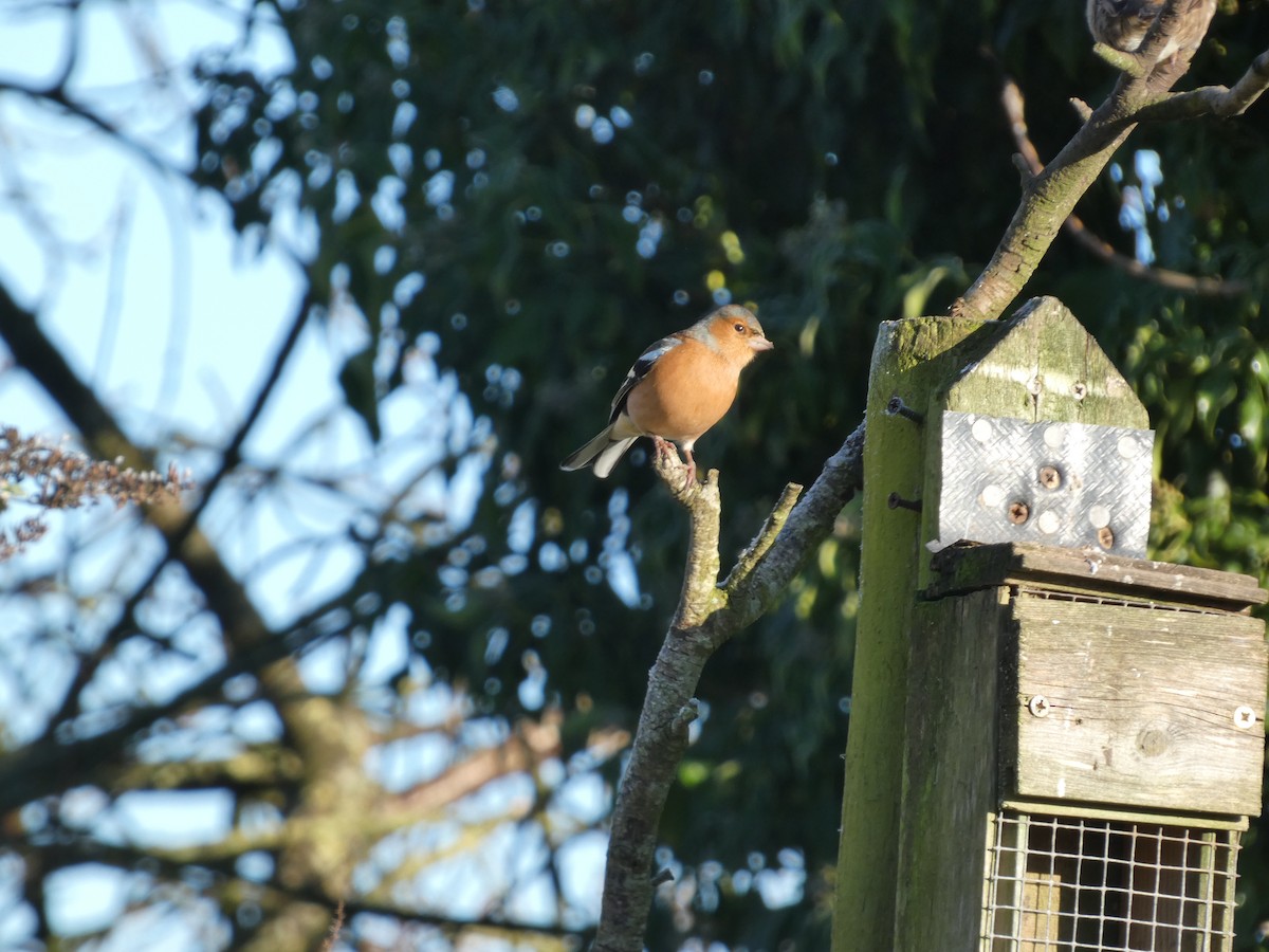 Common Chaffinch - Mike Tuer