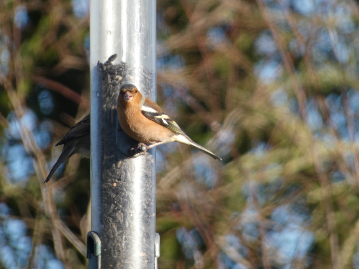 Common Chaffinch - Mike Tuer