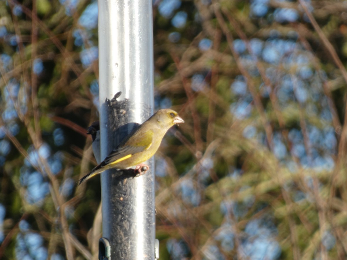 European Greenfinch - Mike Tuer