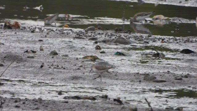 Broad-billed Sandpiper - ML611786539