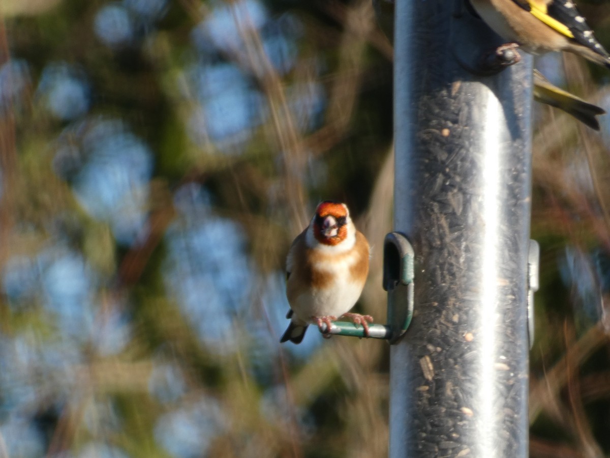 European Goldfinch - Mike Tuer