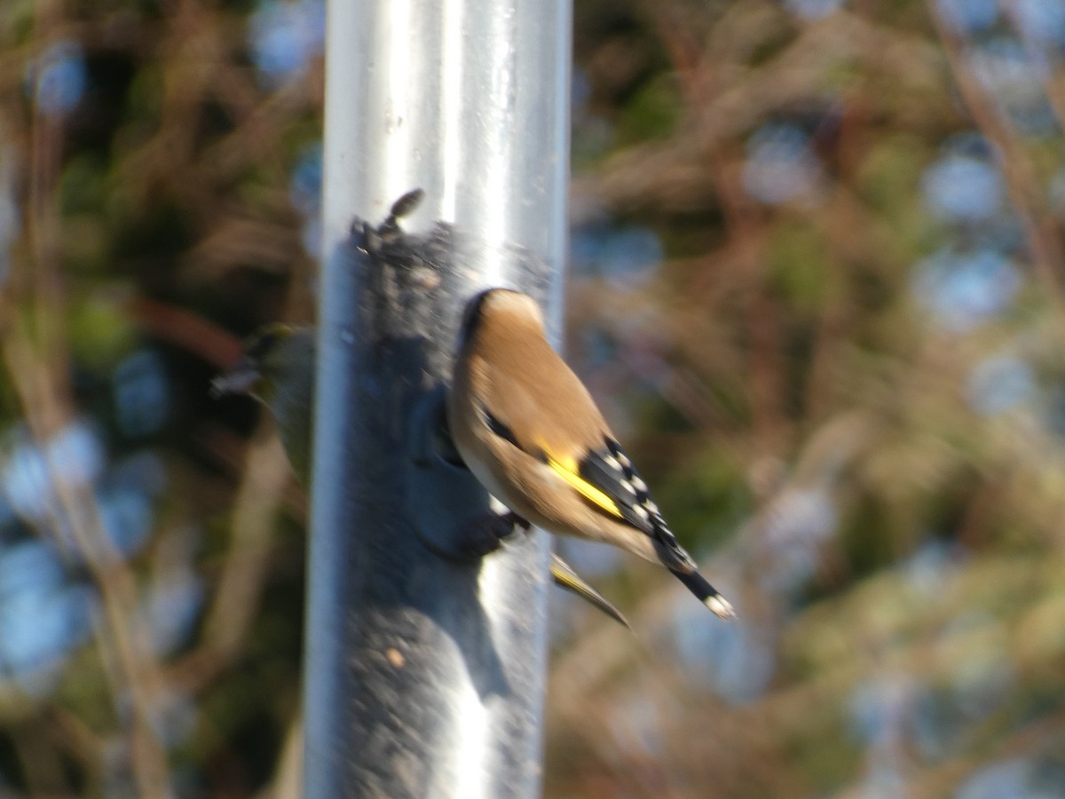 European Goldfinch - Mike Tuer