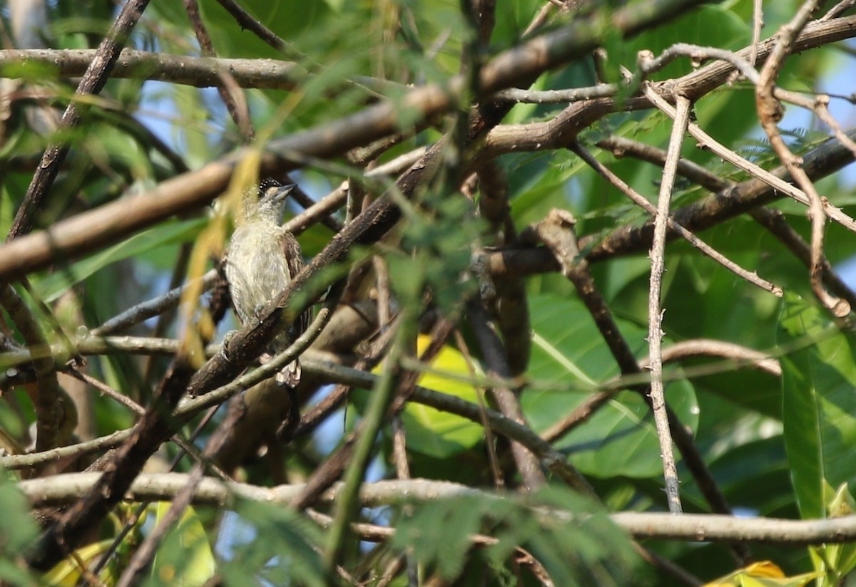 Fine-barred Piculet - ML611786547