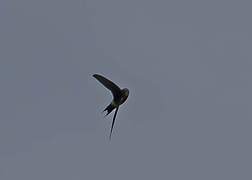 White-rumped Swift - ML611786553