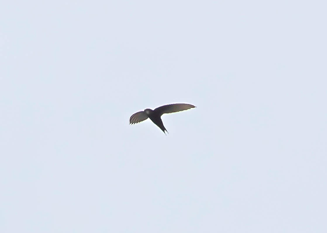 White-rumped Swift - ML611786558