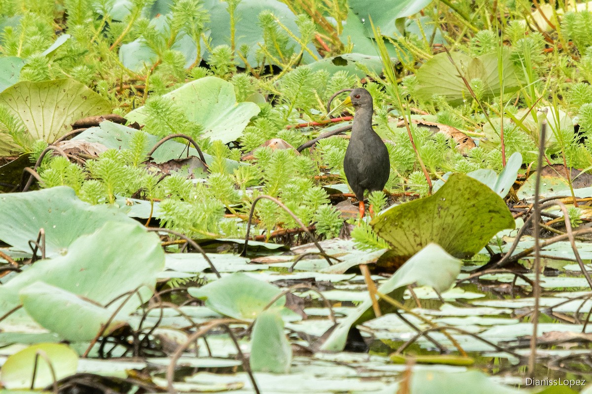 Blackish Rail - ML611786618