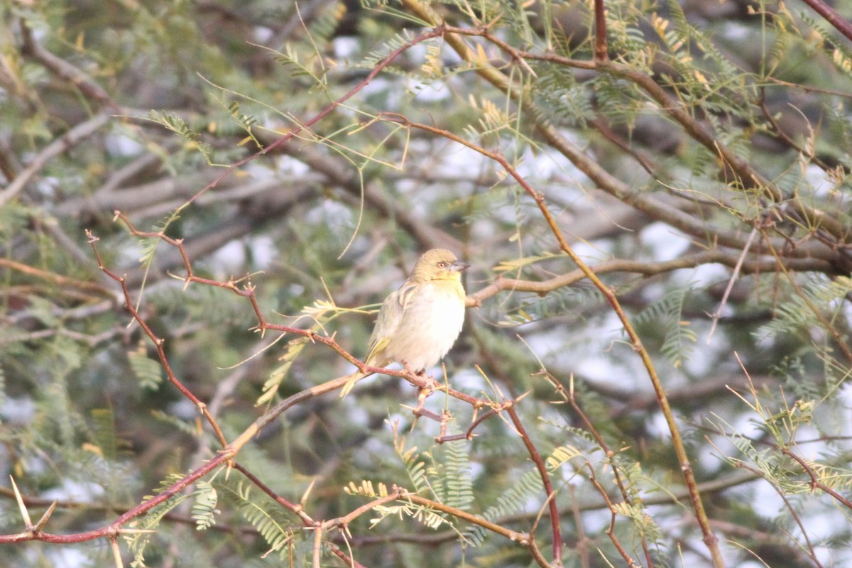 Southern Masked-Weaver - Alex Bayly