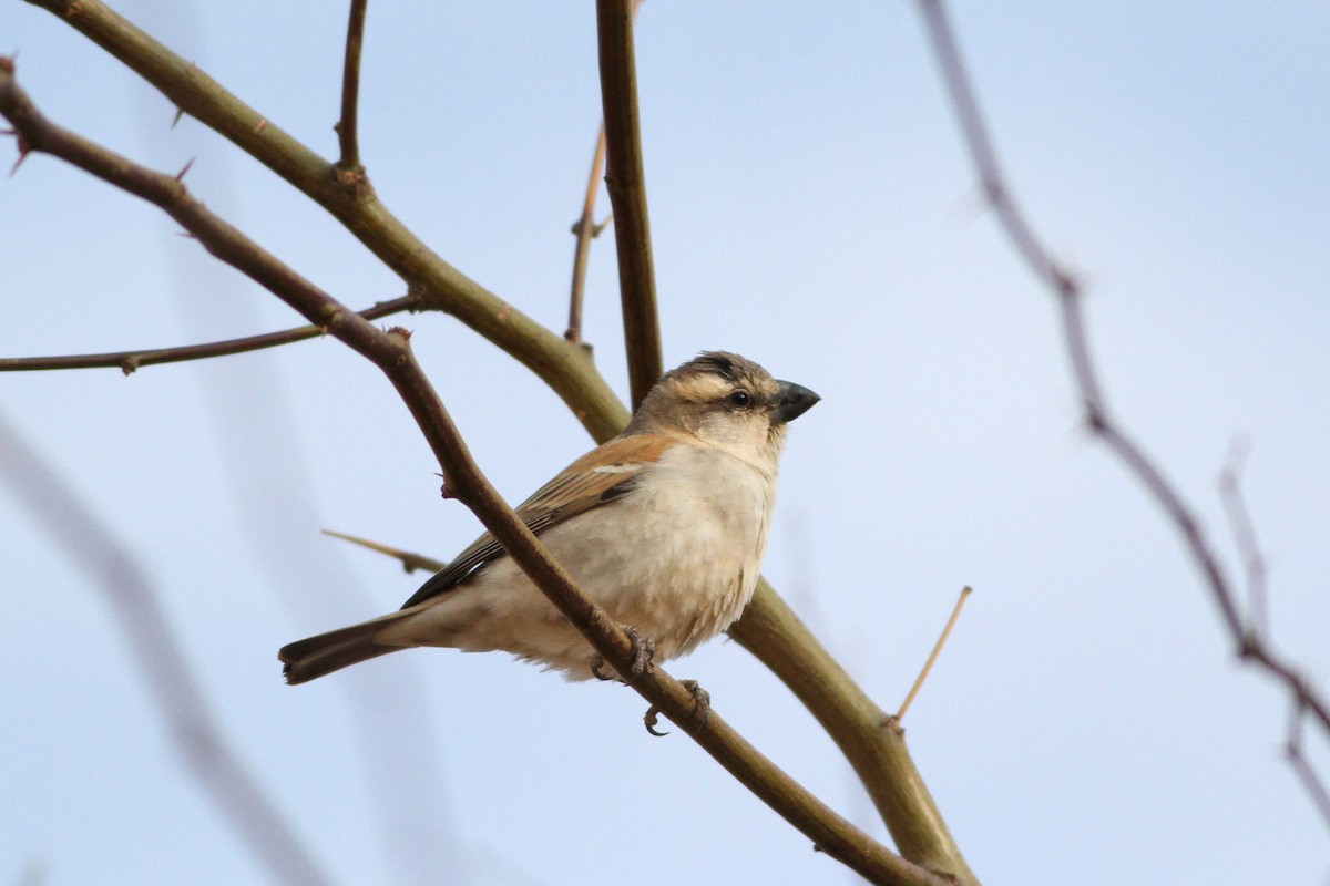 Great Rufous Sparrow - Alex Bayly