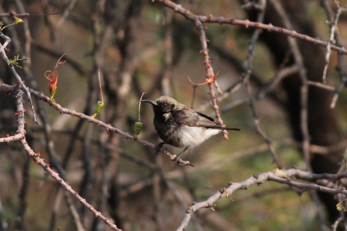 Dusky Sunbird - Alex Bayly