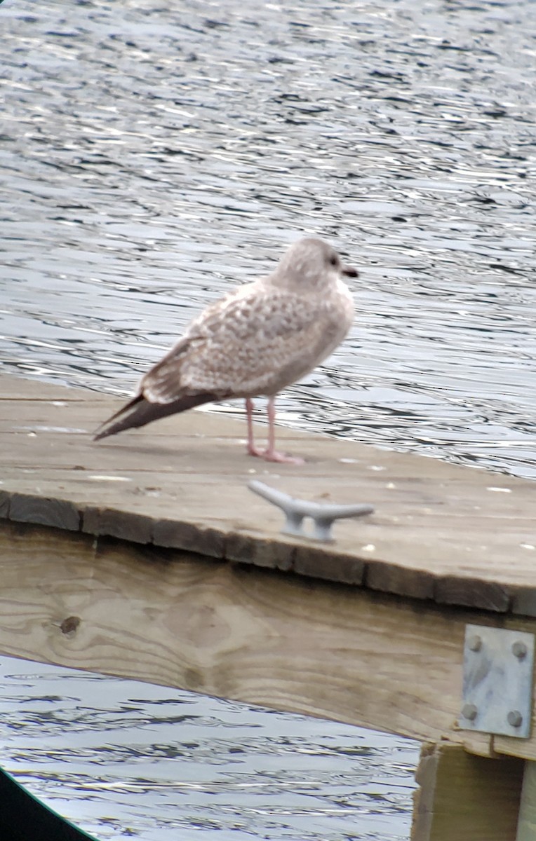 American Herring Gull - ML611786721