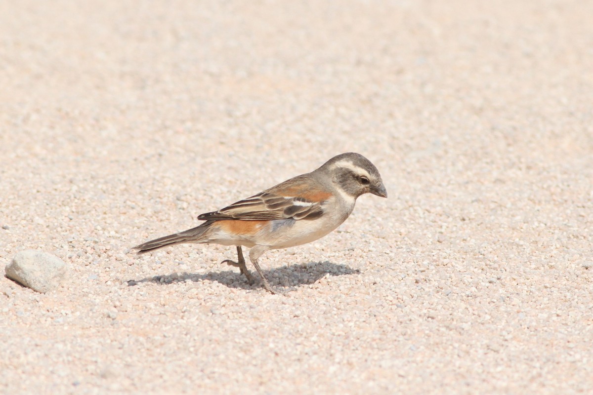 Cape Sparrow - ML611786793