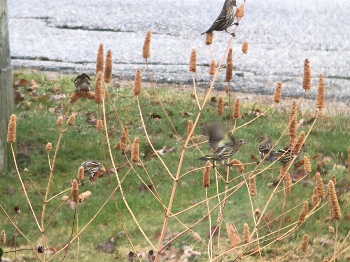 Pine Siskin - ML611786799