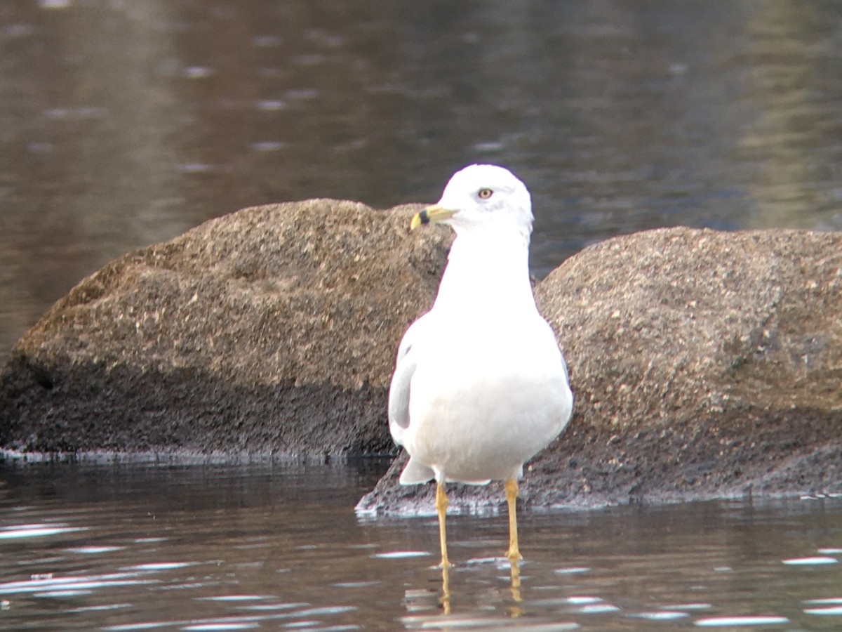 Ring-billed Gull - ML611786848