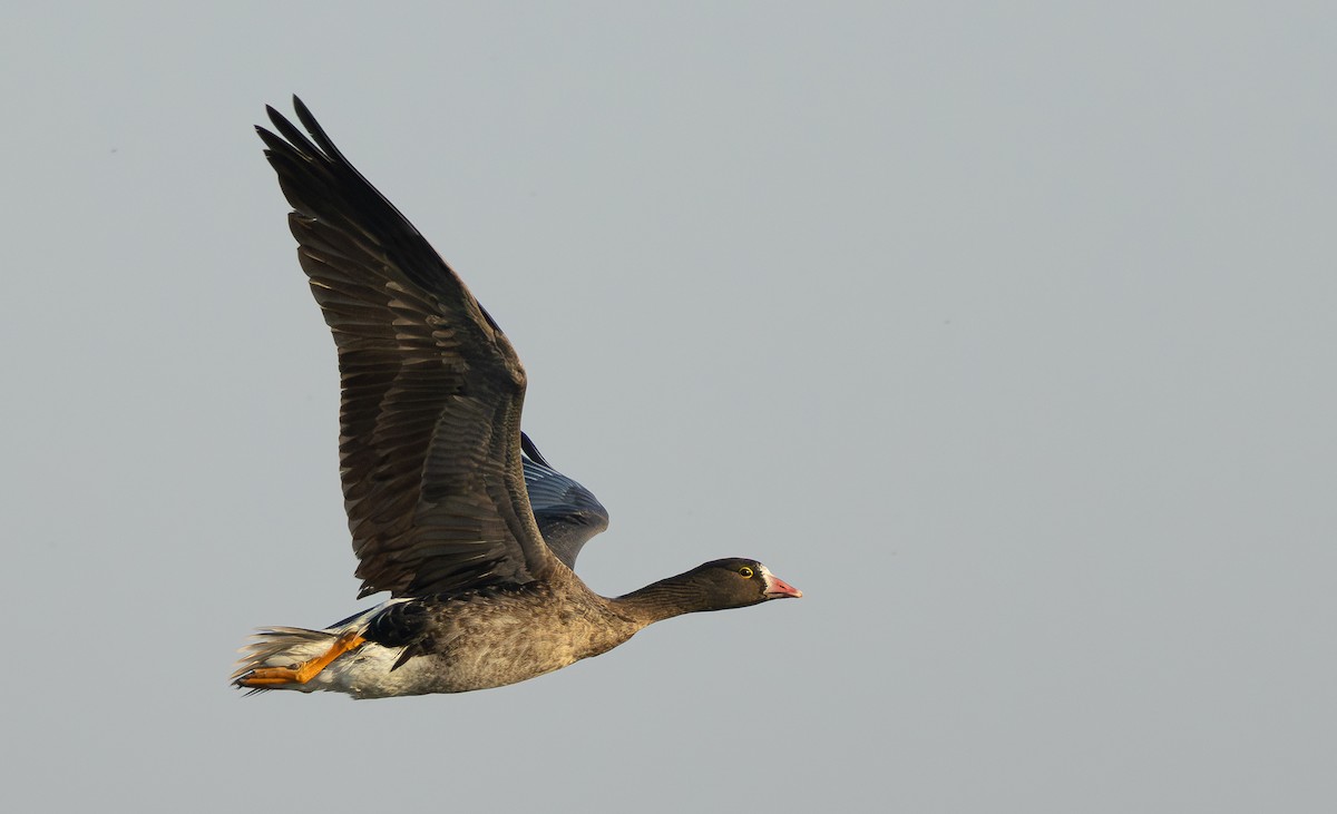 Lesser White-fronted Goose - ML611786849