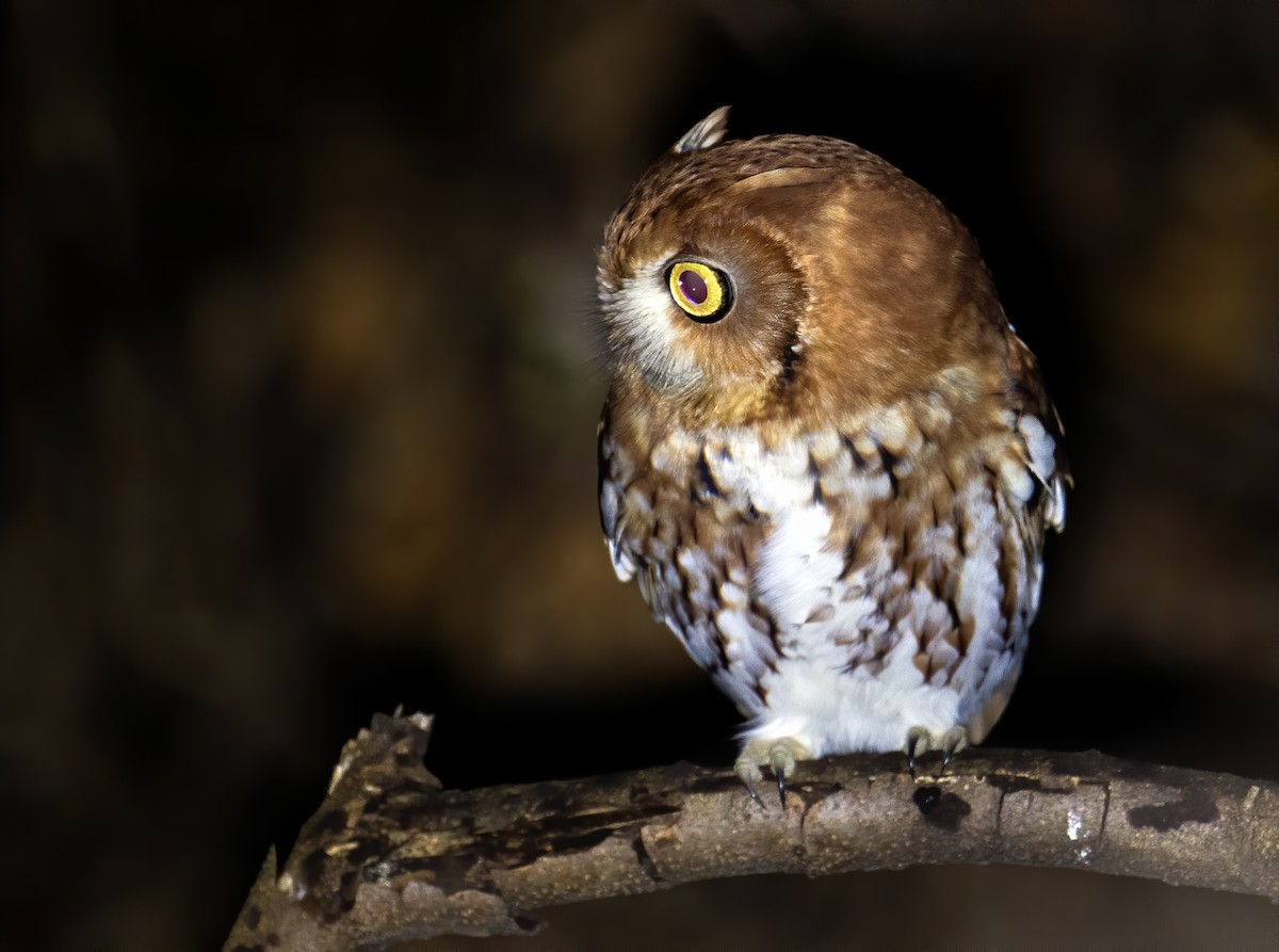 Eastern Screech-Owl - ML611786863