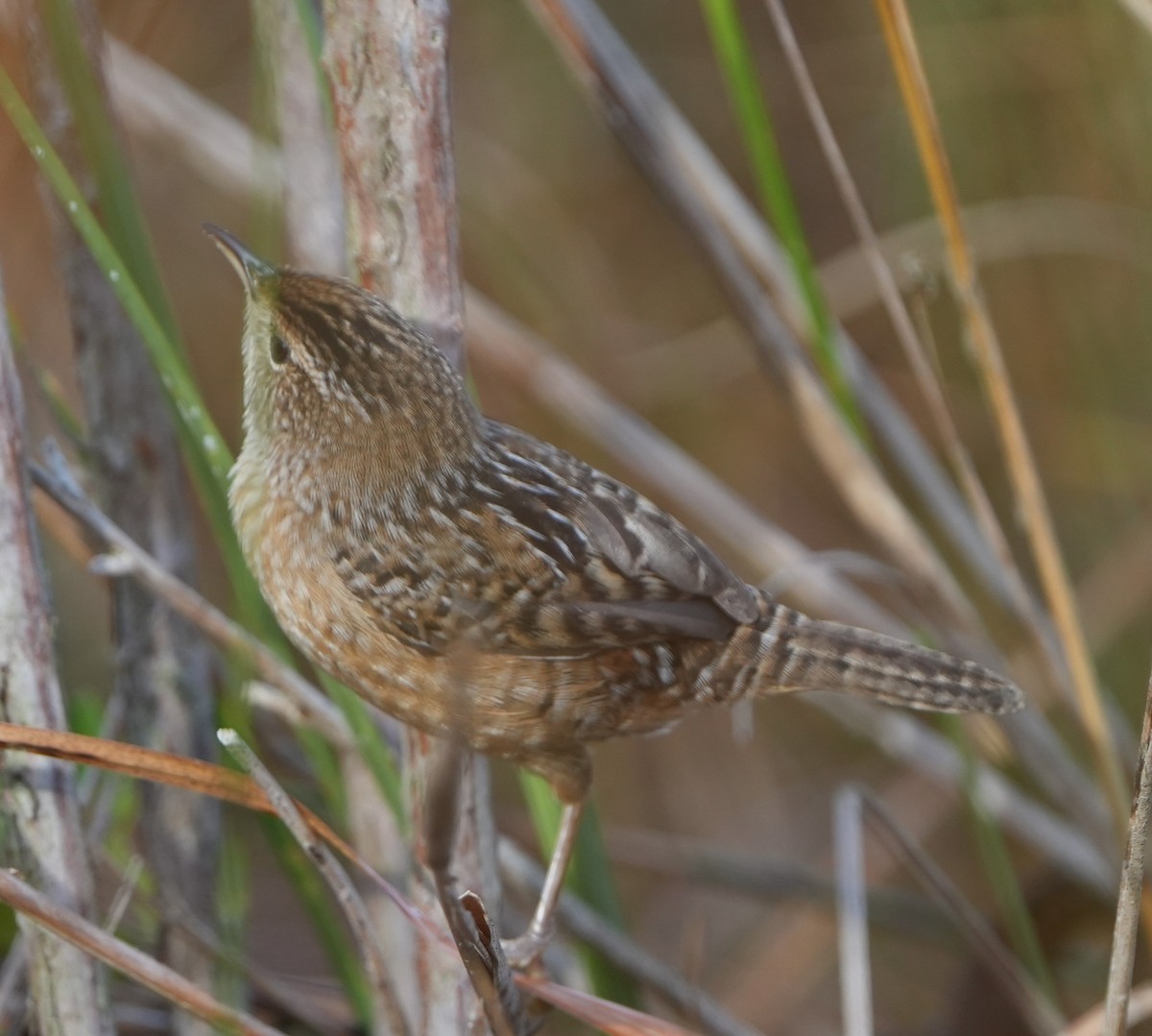 Sedge Wren - Dave Bowman