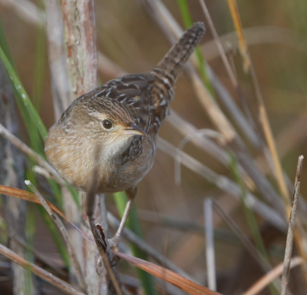 Sedge Wren - ML611786925