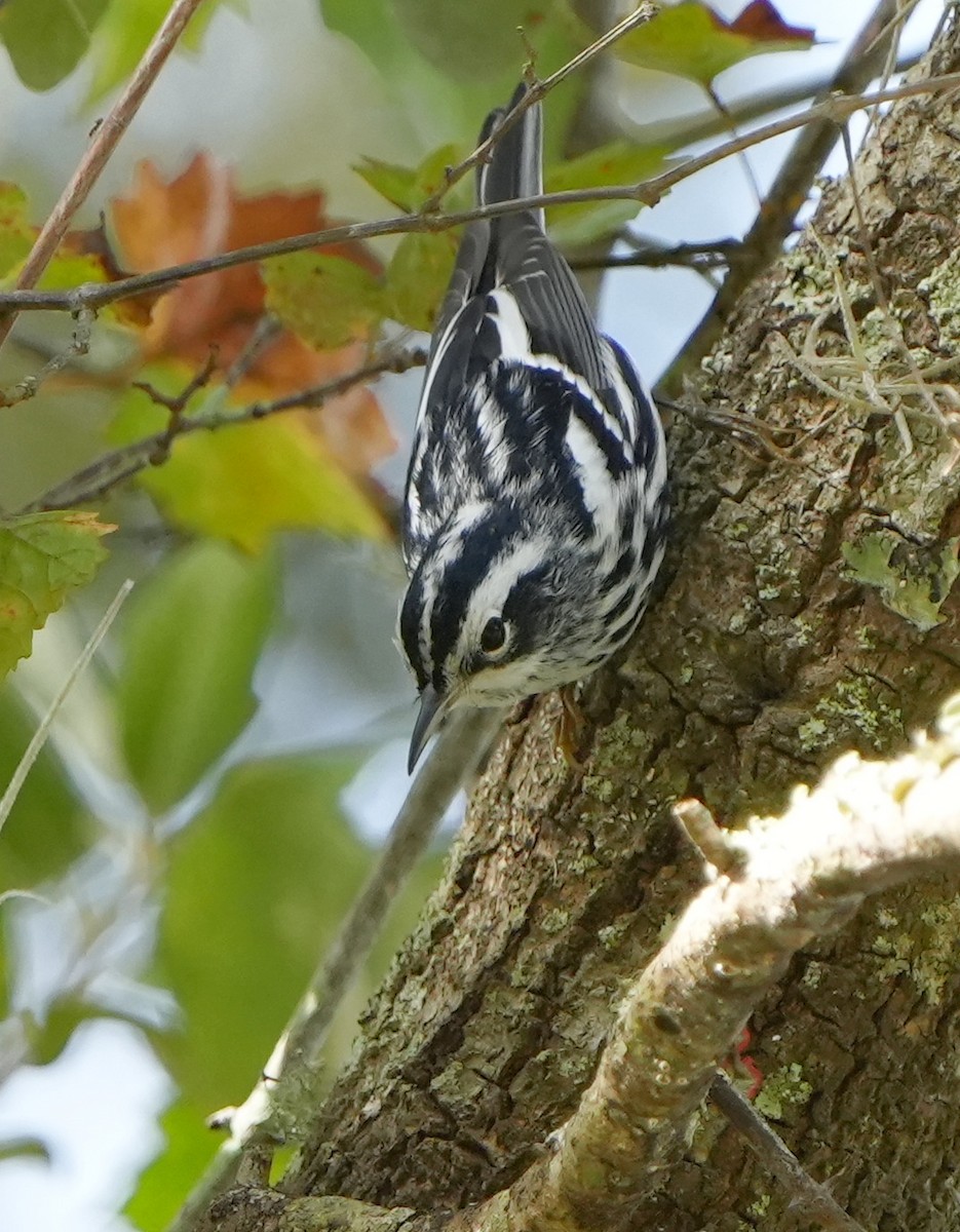 Black-and-white Warbler - ML611786930