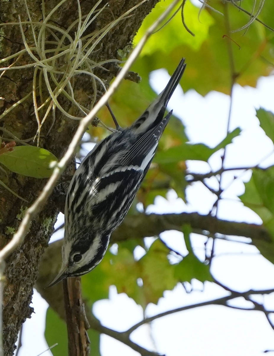 Black-and-white Warbler - ML611786952