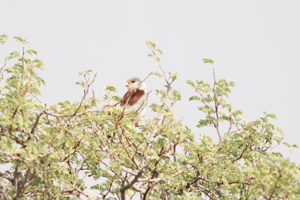 Pygmy Falcon - ML611787022