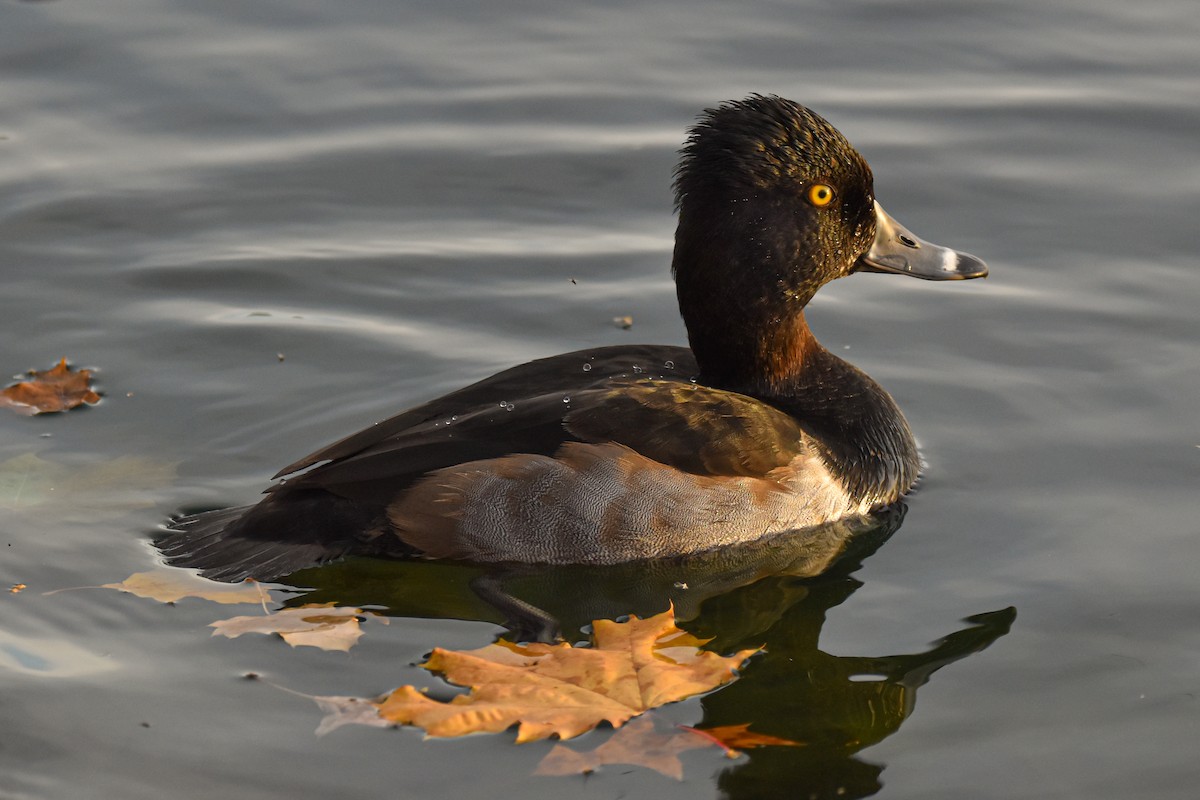 Ring-necked Duck - ML611787031