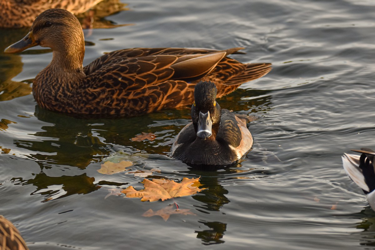 Ring-necked Duck - ML611787033