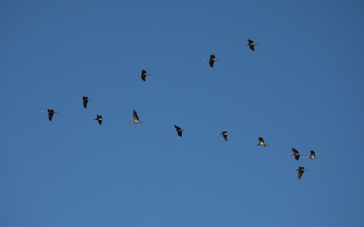 Common Crane - Toni Polo Aparisi i Montse Ferrís Beltran | Campervan Birds