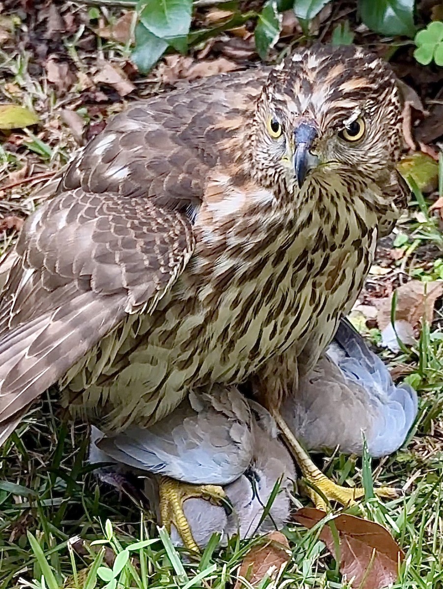 Cooper's Hawk - ML611787108