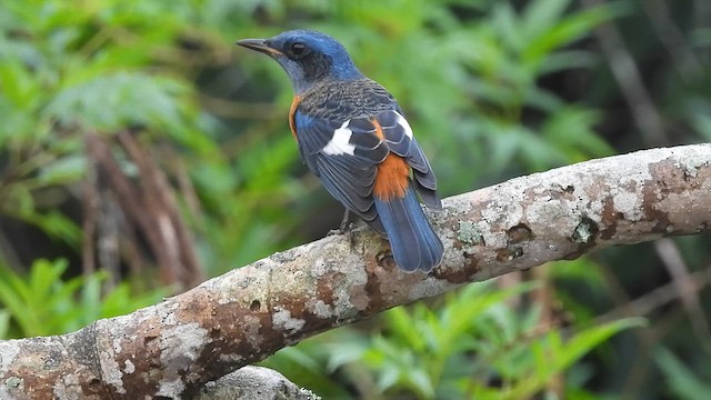 Blue-capped Rock-Thrush - ML611787174