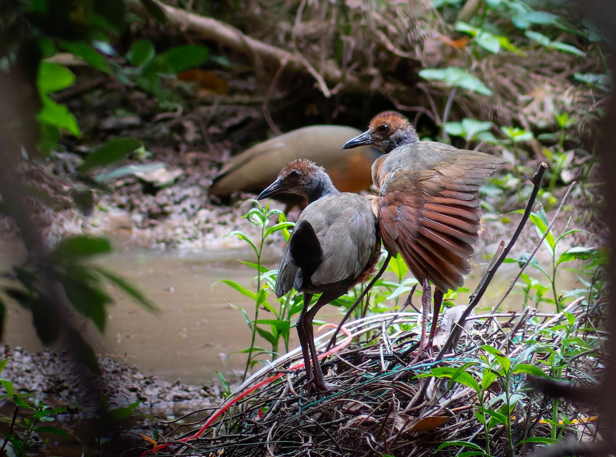 Gray-cowled Wood-Rail - ML611787215