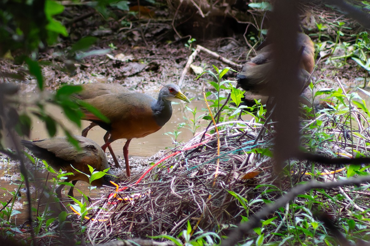 Gray-cowled Wood-Rail - ML611787216