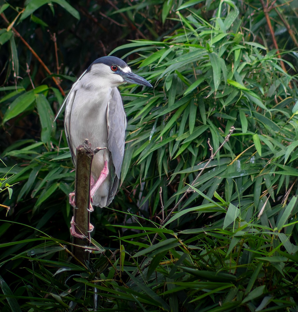 Black-crowned Night Heron - ML611787220