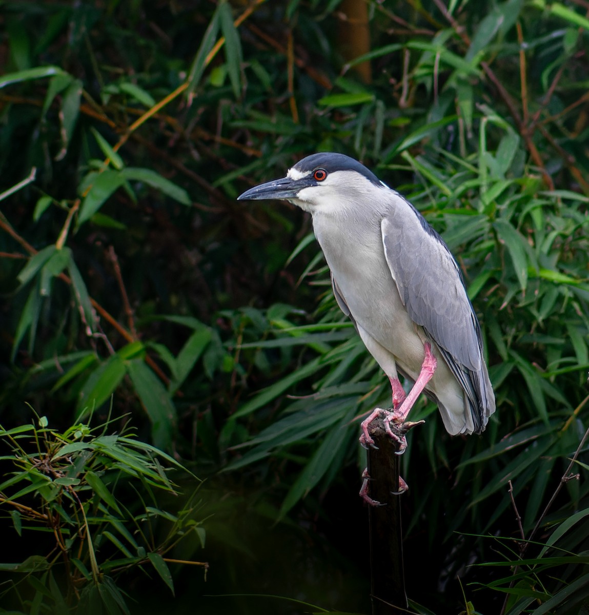 Black-crowned Night Heron - ML611787221