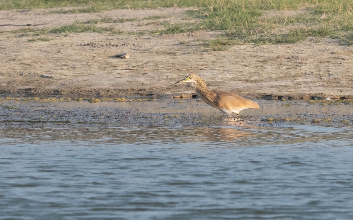 Squacco Heron - ML611787329