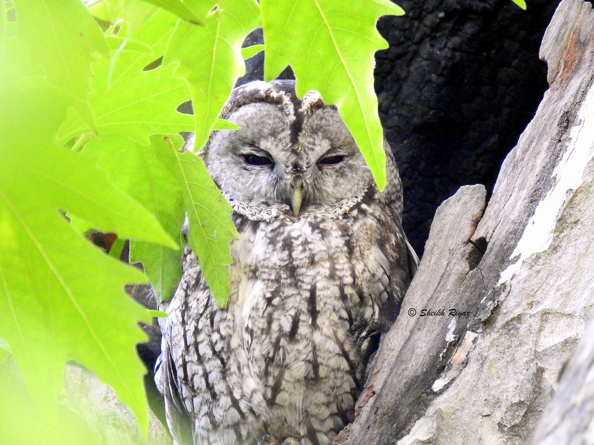 Tawny Owl - ML611787422