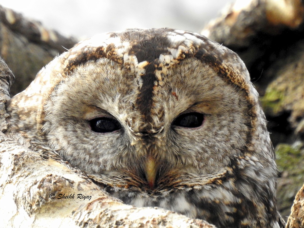 Tawny Owl - ML611787423