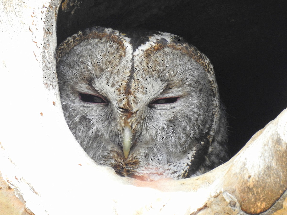 Tawny Owl - ML611787428