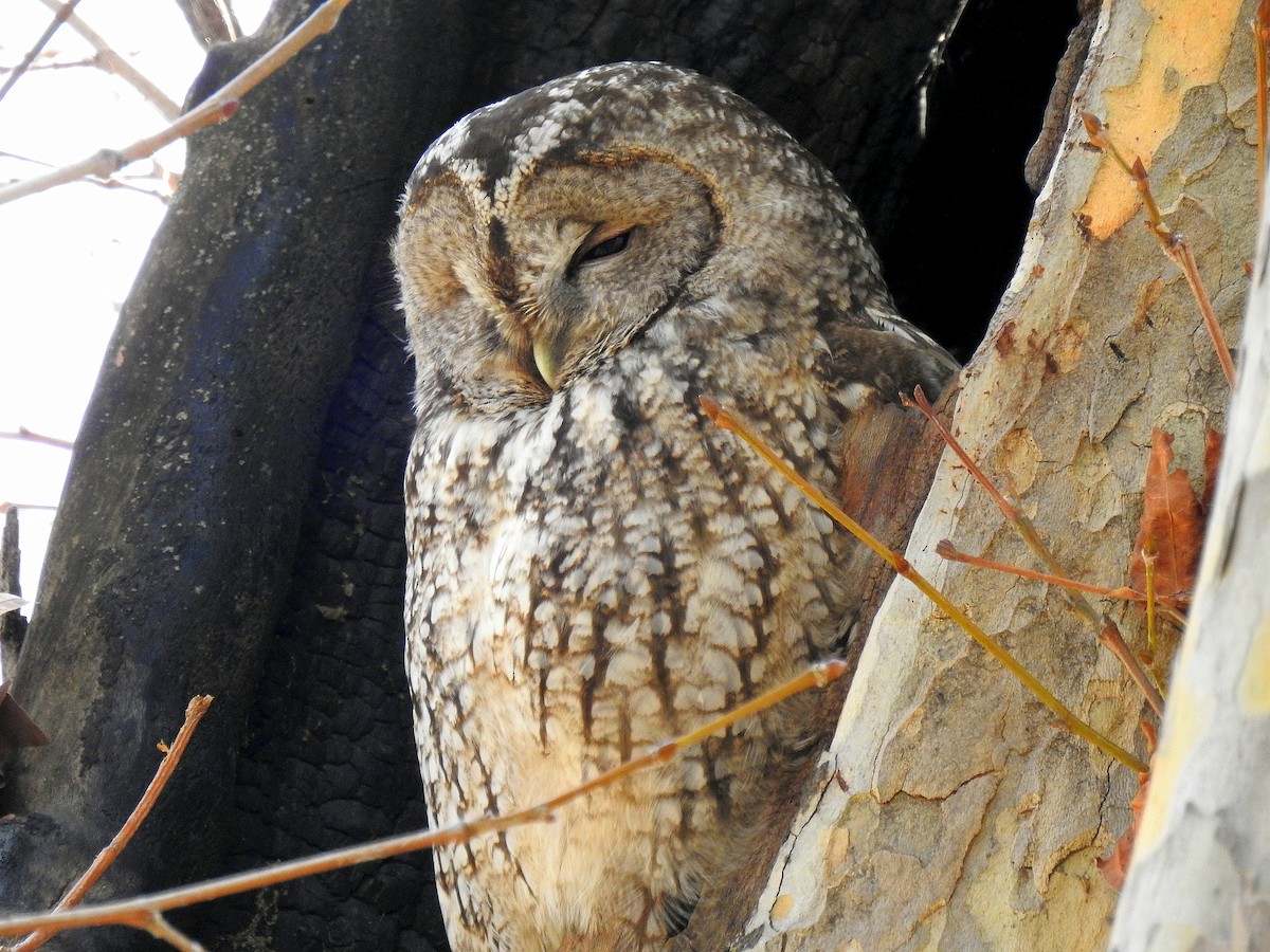 Tawny Owl - ML611787429