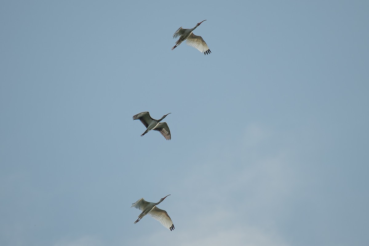 ibis bílý - ML611787506