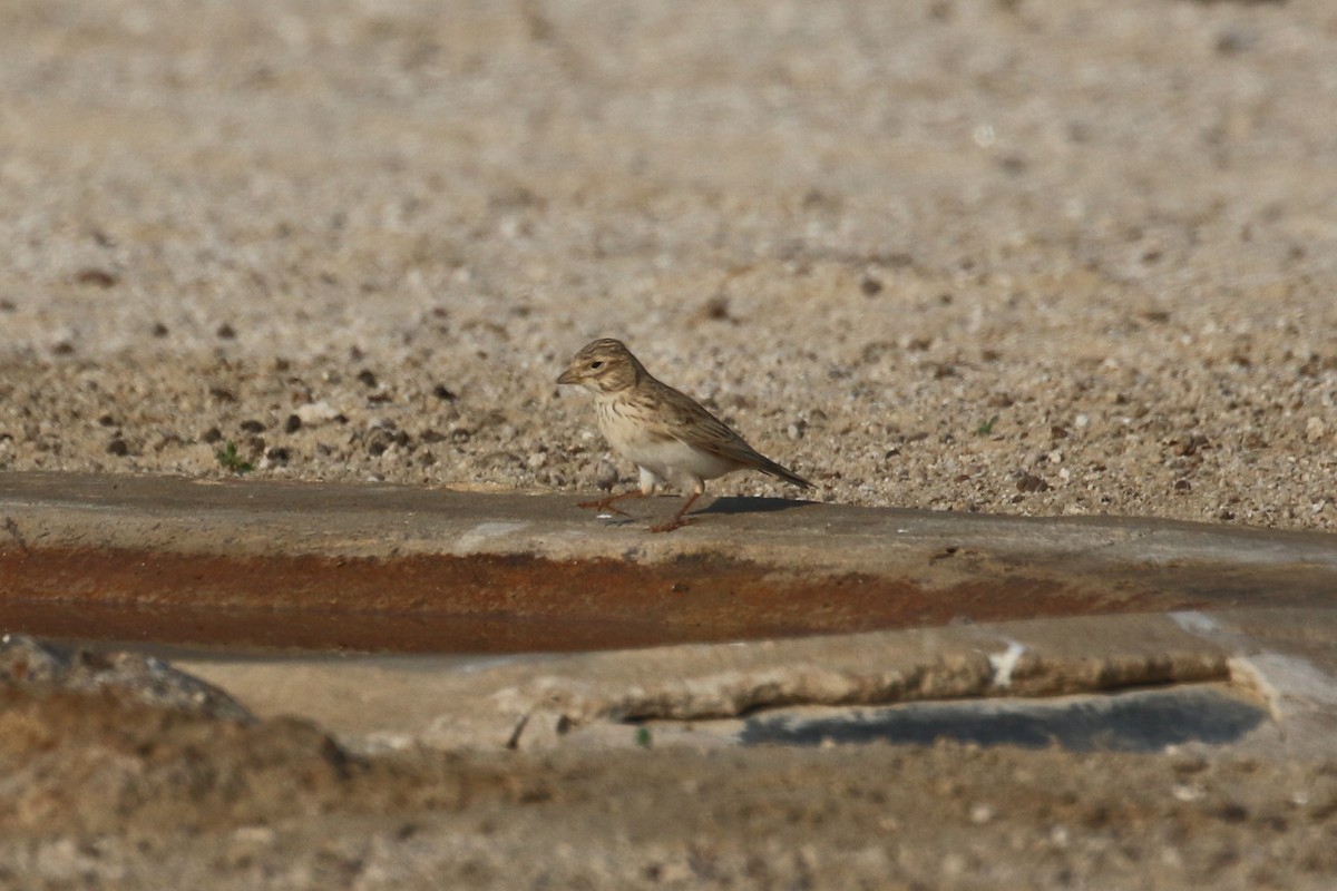 Mediterranean/Turkestan Short-toed Lark - ML611787542