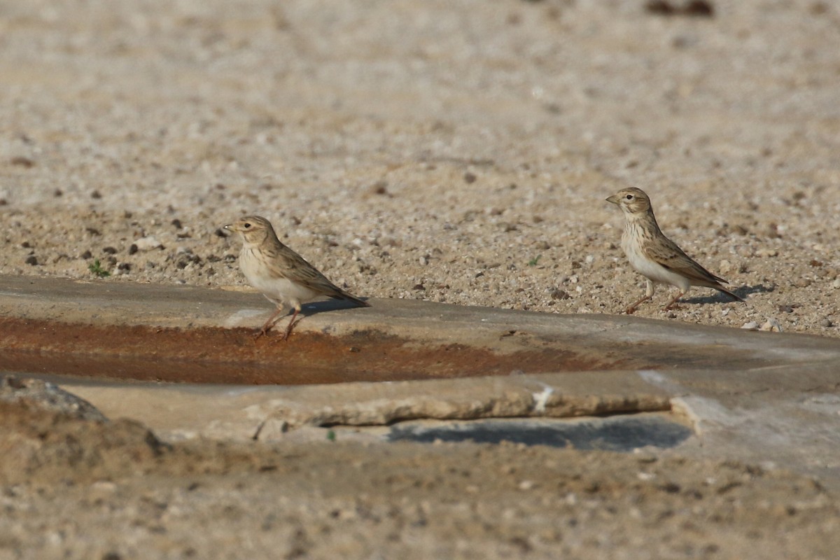 Mediterranean/Turkestan Short-toed Lark - ML611787543