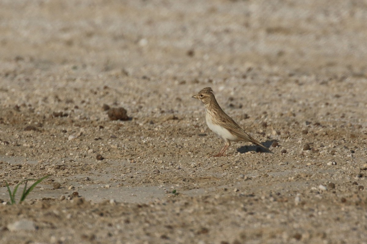 Mediterranean/Turkestan Short-toed Lark - ML611787545