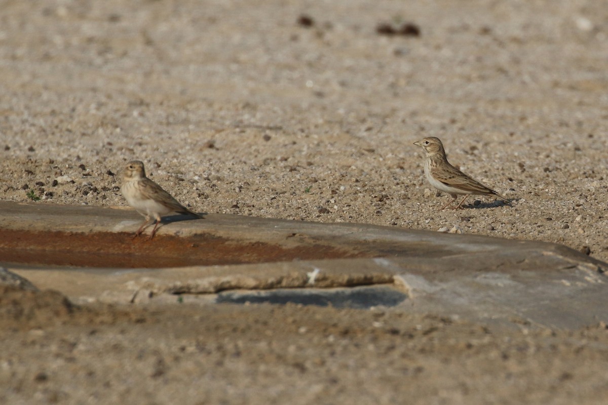 Mediterranean/Turkestan Short-toed Lark - ML611787546