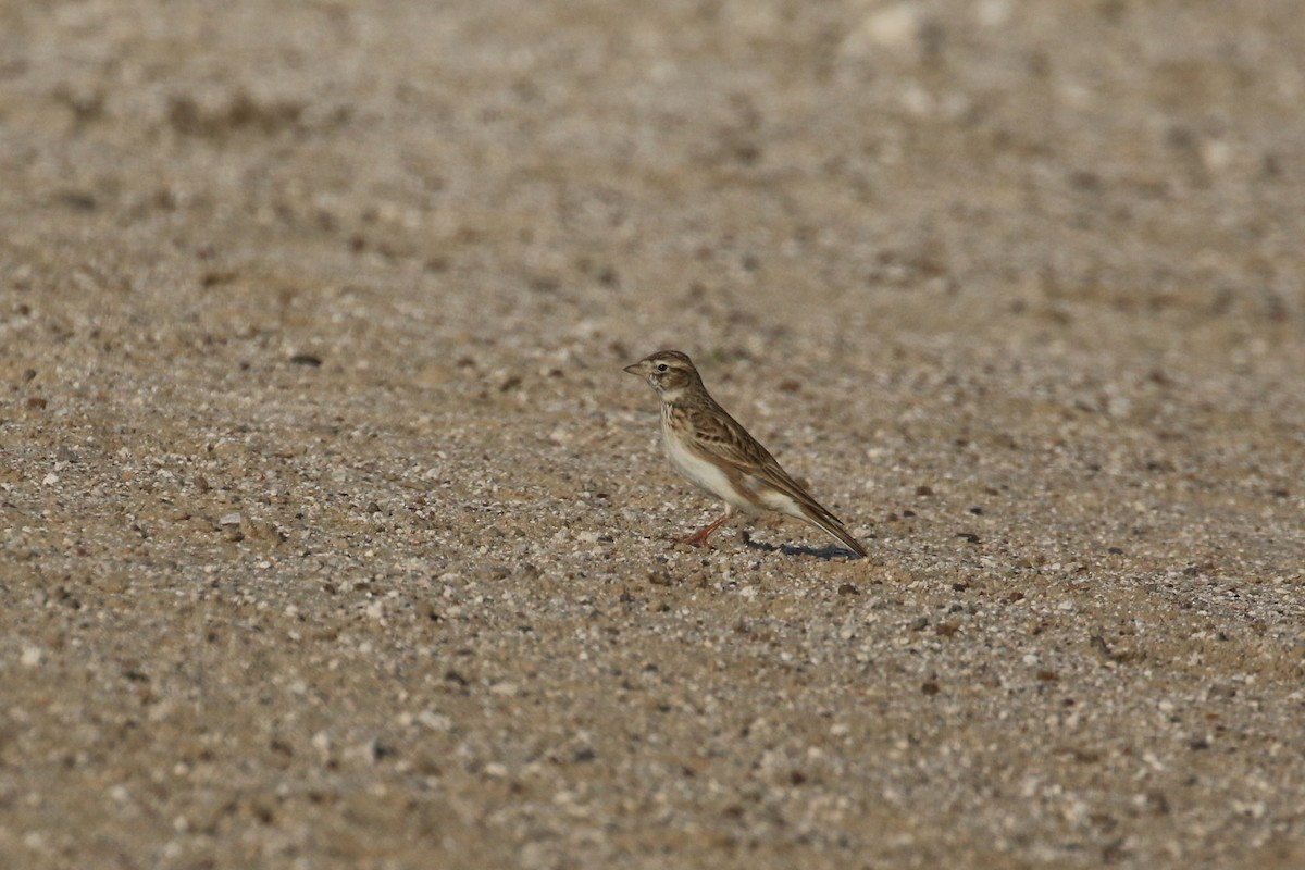 Mediterranean/Turkestan Short-toed Lark - ML611787547