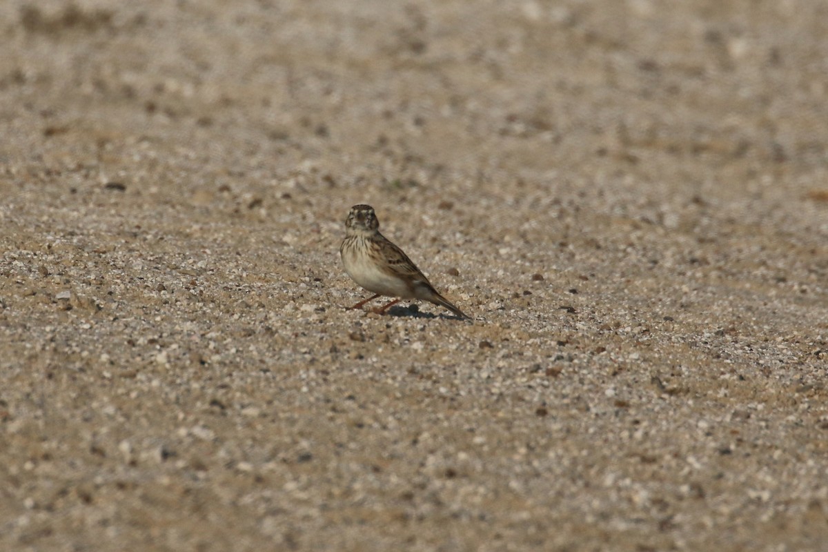 Mediterranean/Turkestan Short-toed Lark - ML611787548