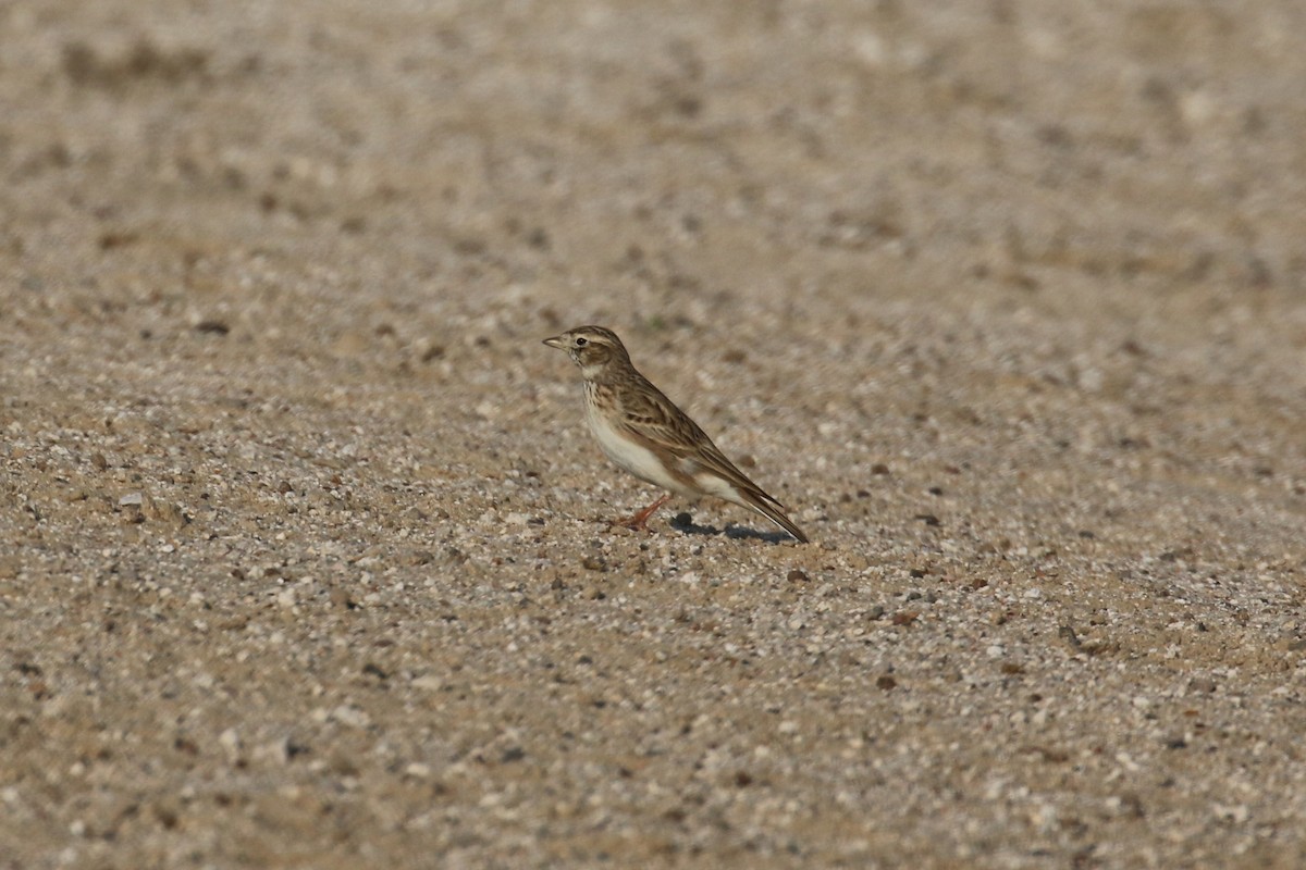 Mediterranean/Turkestan Short-toed Lark - ML611787549